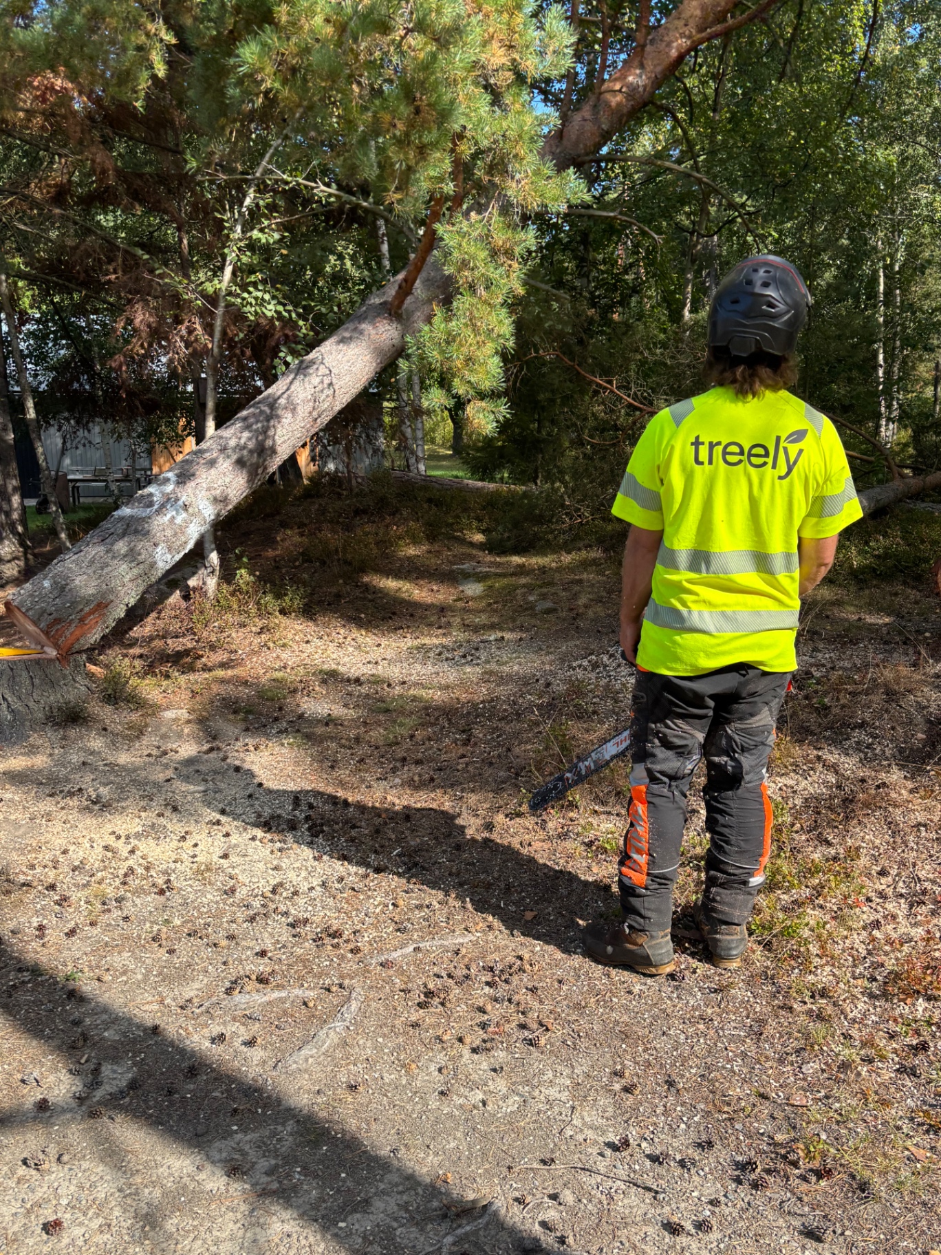 Arborist vid fälld tall som delas upp på grusad tomt